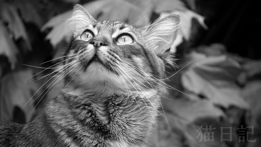 2011年の猫日記