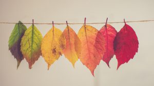紅葉