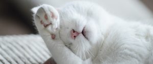 たろたま