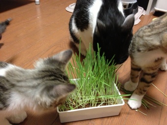 猫の草に群がる猫